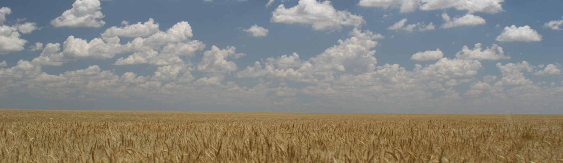 Open field with wildflowers and clouds overhead.