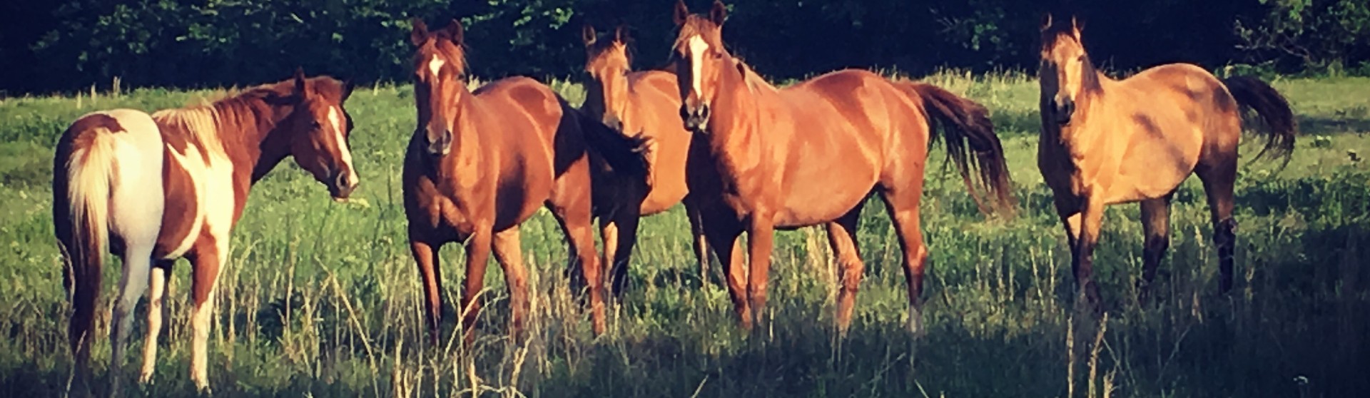 Herd of horses standing in a field.