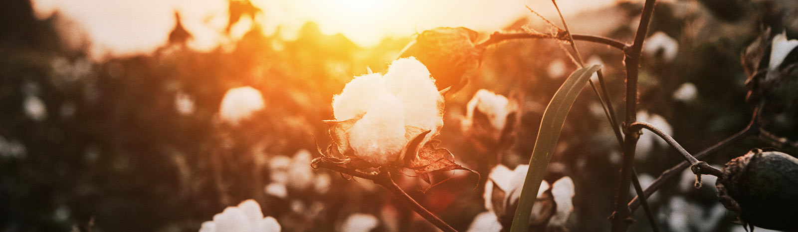 Sunset over a cotton field.
